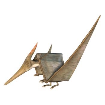 3D digital render of a Pteranodon grounded isolated on white background