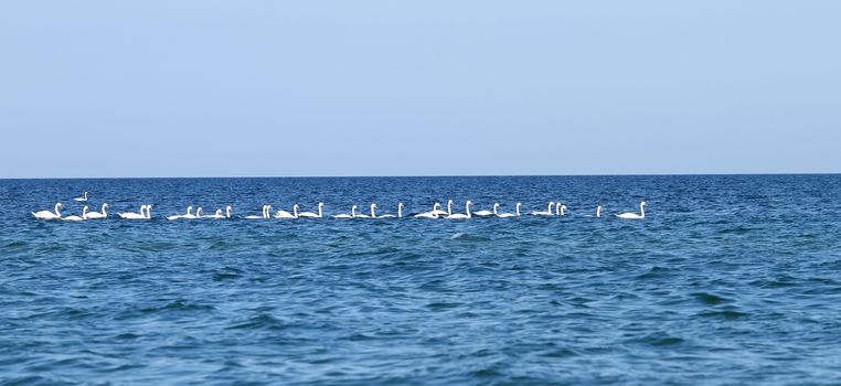 A flock of swans swim on Black Sea