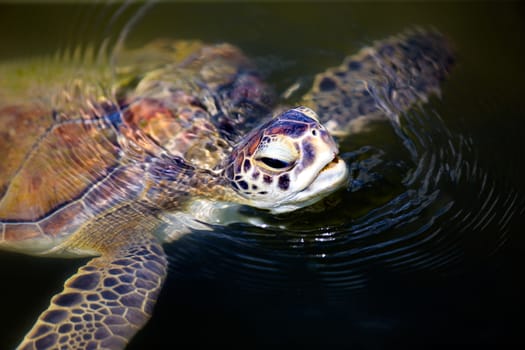 Green sea turtle portrait