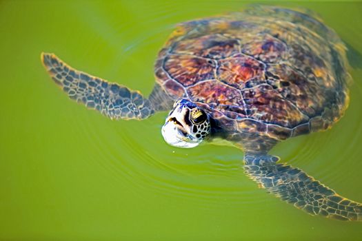 Green sea turtle in green water