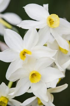 Yellow and white daffodil flowers in full bloom