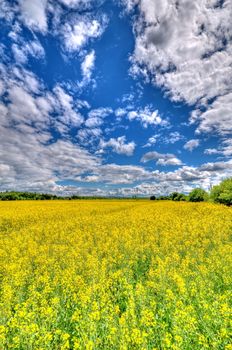 Rape field