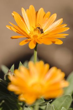 Honey bee collecting nectar and pollen on an orange daisy