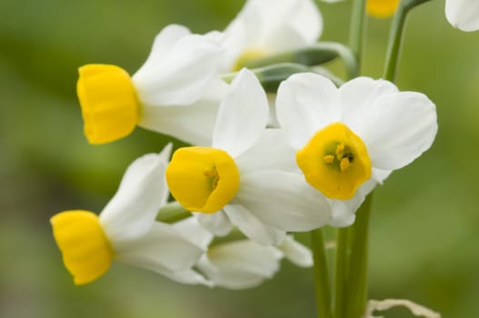 Yellow and white daffodil flowers in full bloom
