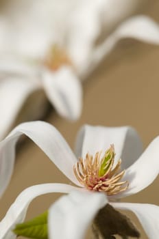 White Magnolia flower detail of pistils, petals and stamen.