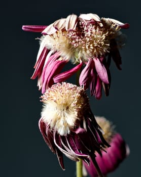 Purple withered flower