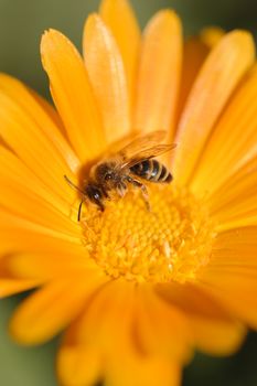 Honey bee collecting nectar and pollen on an orange daisy