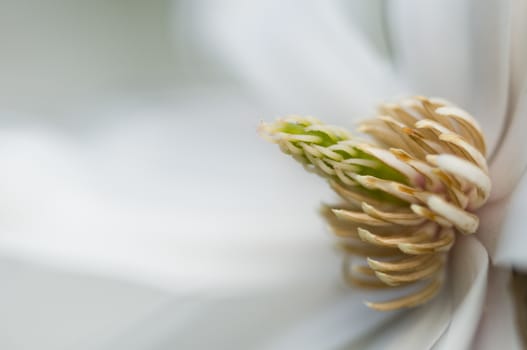 White Magnolia flower detail of pistils, petals and stamen.