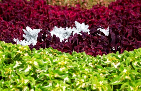 Large vivid flower bed in summer in a city park