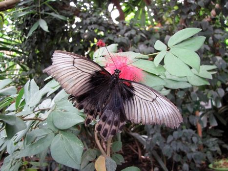 Large Butterfly