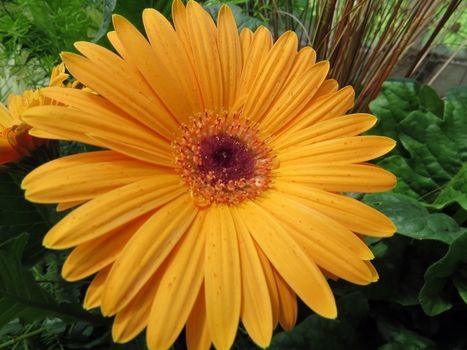 Large Yellow Flower