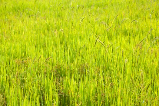 Rice. early rice in the rice farming area of cultivation.