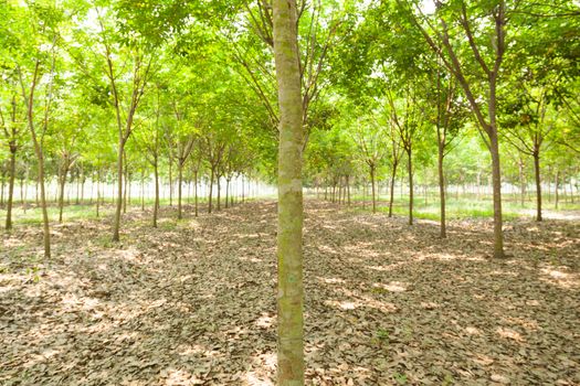 Plantation rubber. rubber trees cultivated in rows of rubber trees in plantation agriculture.