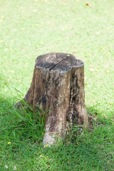 Stump on the lawn. The old tree stump and cut dry on the grass in the park.
