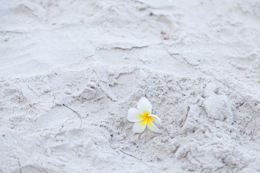 Flower on the sand White flower on the beach. Falling from a tree