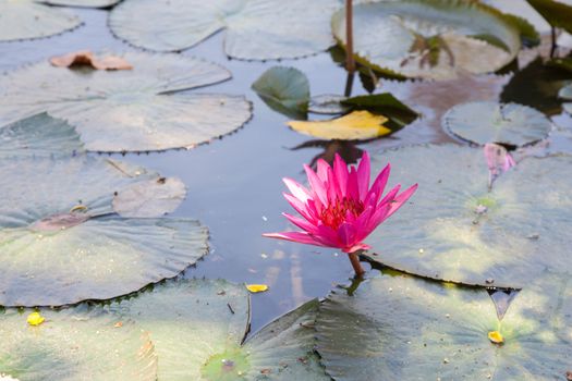 Lotus in the pond. Many lotus flowers in the pond is in full bloom.
