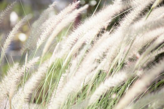 Flower of grass Rail slender grass and flowers can be blown in the wind.