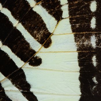 Nature texture, derived from green and black butterfly wing background