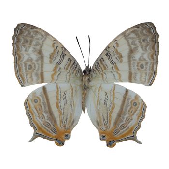 Marbled Map butterfly, (Cyrestis cocles cocles), upper wing profile, isolated on white background