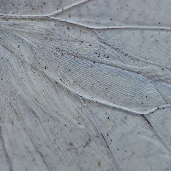 Nature texture, derived from white butterfly wing background