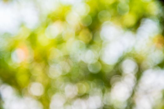Zoom shot out of focus green tree for background. Bokeh