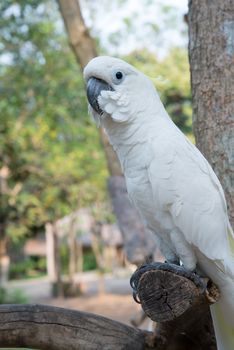 White parrot perched on a branch in a zoo.
