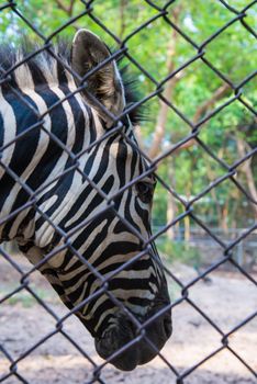Portrait of a young zebra in the zoo.