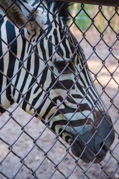 Portrait of a young zebra in the zoo.