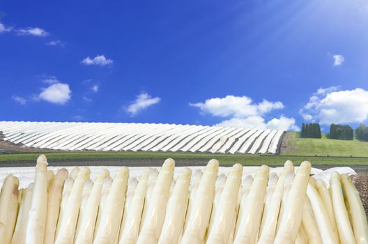 In the foreground fresh asparagus spears. Background Long asparagus beds with white plastic film covered in the spring season.