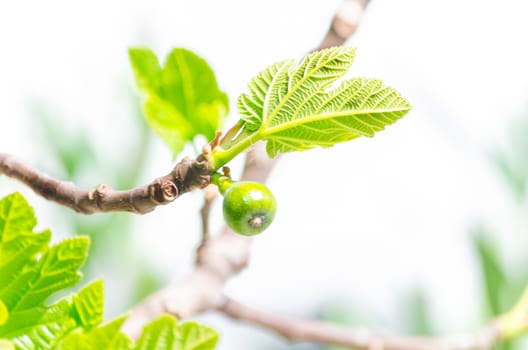 Close-up, figs on the branch of a fig tree.