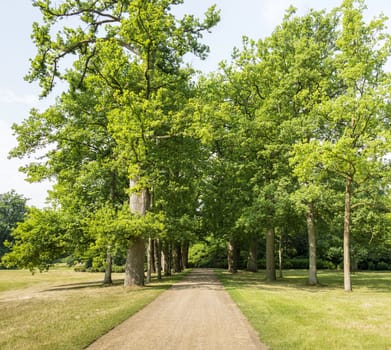 old trees in big park with walking lane