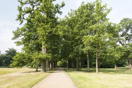 walking path in big garden with green trees