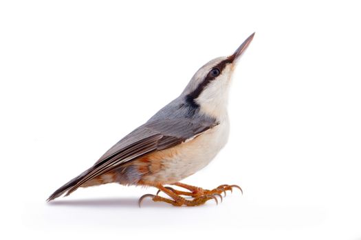 European bird isolated on white close up