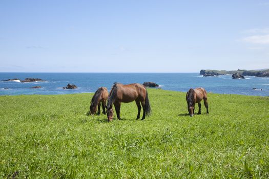 horses grazing on green field near ocean in Asturias Spain