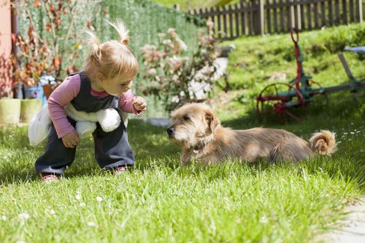 blonde baby two years old age approaching crouching to a brown terrier breed dog lying on green grass lawn and looking at girl