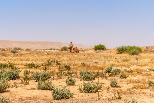 Arabian Camels. A domesticated herd of Arabian Camels graze at the Israeli Negev Desert.