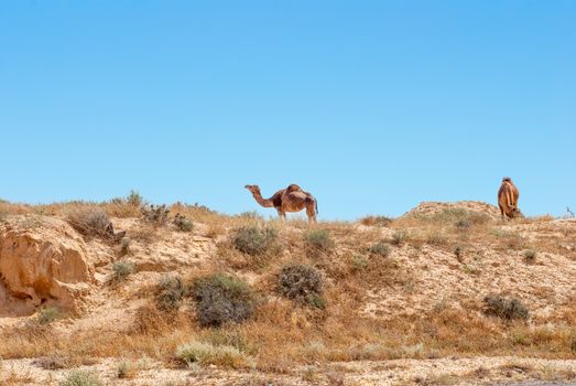 Arabian Camels. A domesticated herd of Arabian Camels graze at the Israeli Negev Desert.