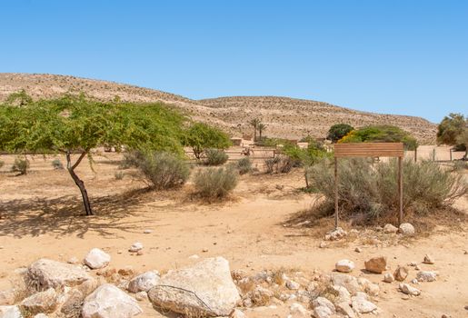 Camel farm. A domesticated herd of Arabian Camels graze at the Israeli Negev Desert.