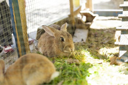 brown rabbit eating grass inside hutch and green wire