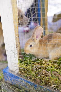 brown rabbit eating grass inside hutch and green wire