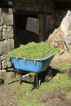 blue wheelbarrow full with green grass ready to eat by animals in rural farm vertical