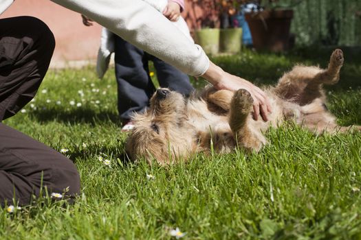 woman hand touching and petting a brown terrier breed dog belly lying on his back over green grass lawn