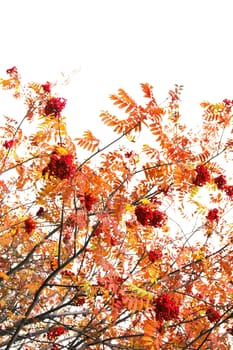 Red Rowan berries naturally hanging on autumn tree