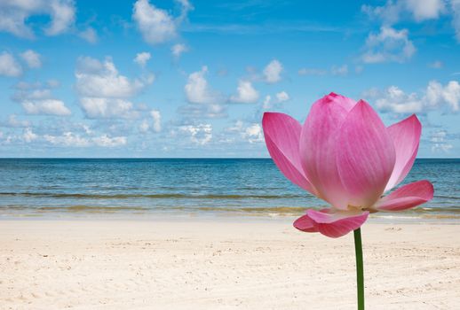 Beautiful nature and beautiful of sea with pink lotus