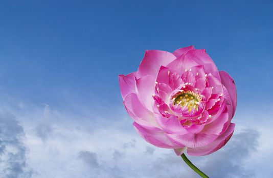 Pink lotus with blue sky background for design