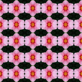 Pink hibiscus flower in full bloom seamless use as pattern and wallpaper.