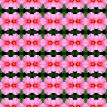 Pink hibiscus flower in full bloom seamless use as pattern and wallpaper.