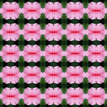 Pink hibiscus flower in full bloom seamless use as pattern and wallpaper.