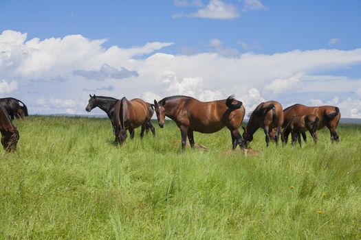 group of brown horses grazing green prairie in Spain Europe