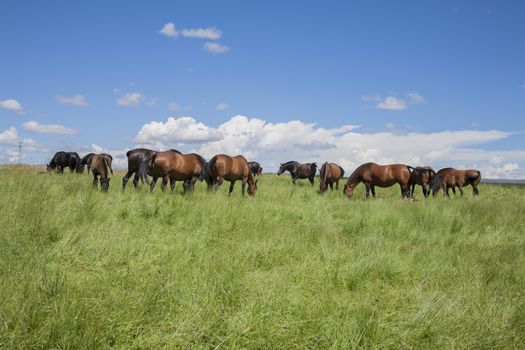 livestock of brown horses grazing green prairie in Spain Europe